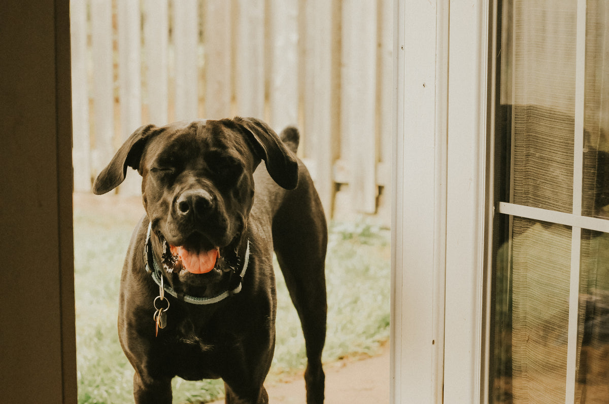 Morrow & Paw – Morrow & Paw